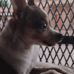 Día del Animal: Irremplazables