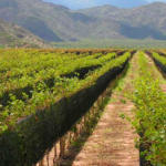 La Rioja: tensiones globales impactan en economías regionales argentinas