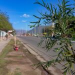 Capital plantó más de 200 árboles durante agosto